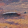 Gemeiner Steinläufer (Lithobius forficatus)